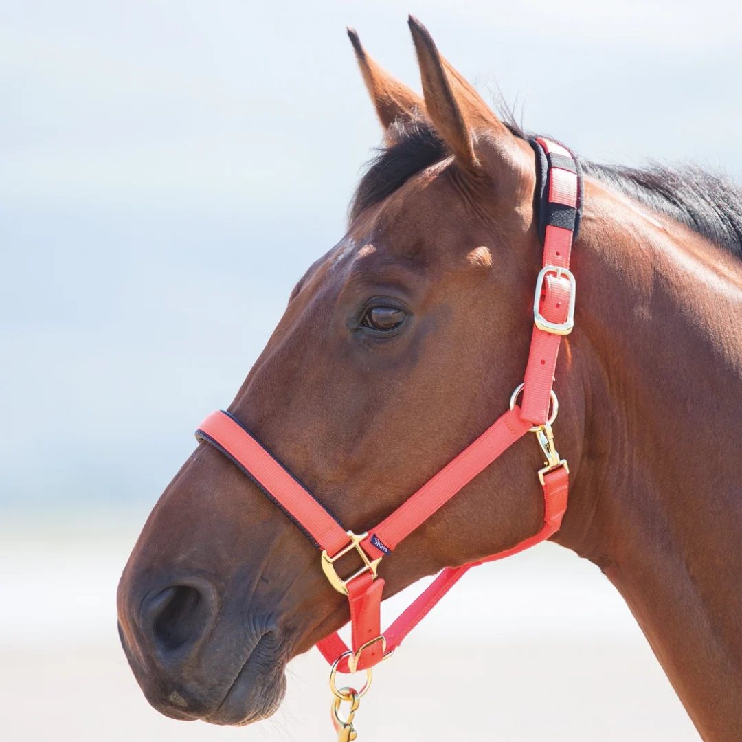 Shires Topaz Nylon Headcollar - Image 11