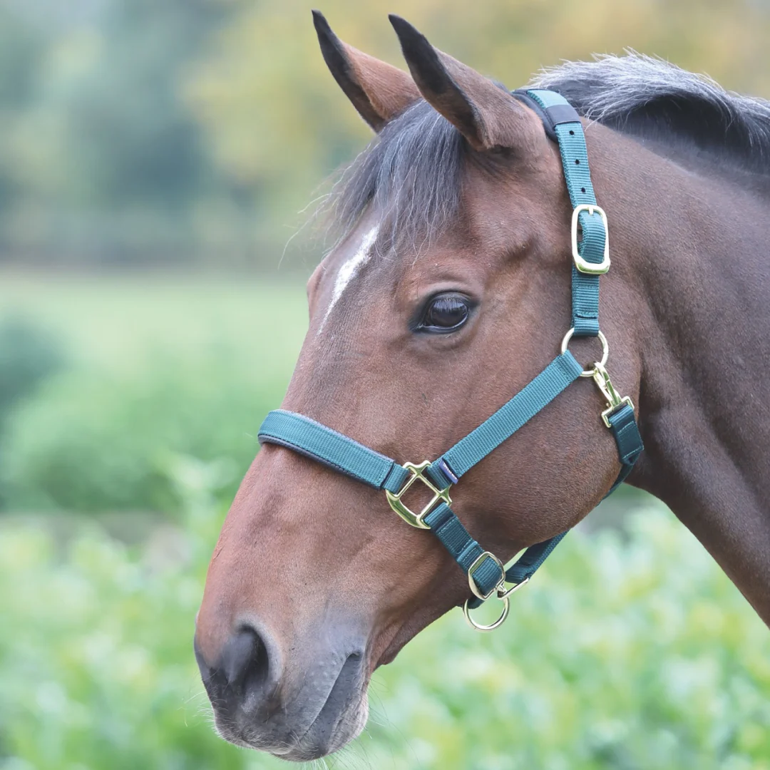 Shires Topaz Nylon Headcollar - Image 12