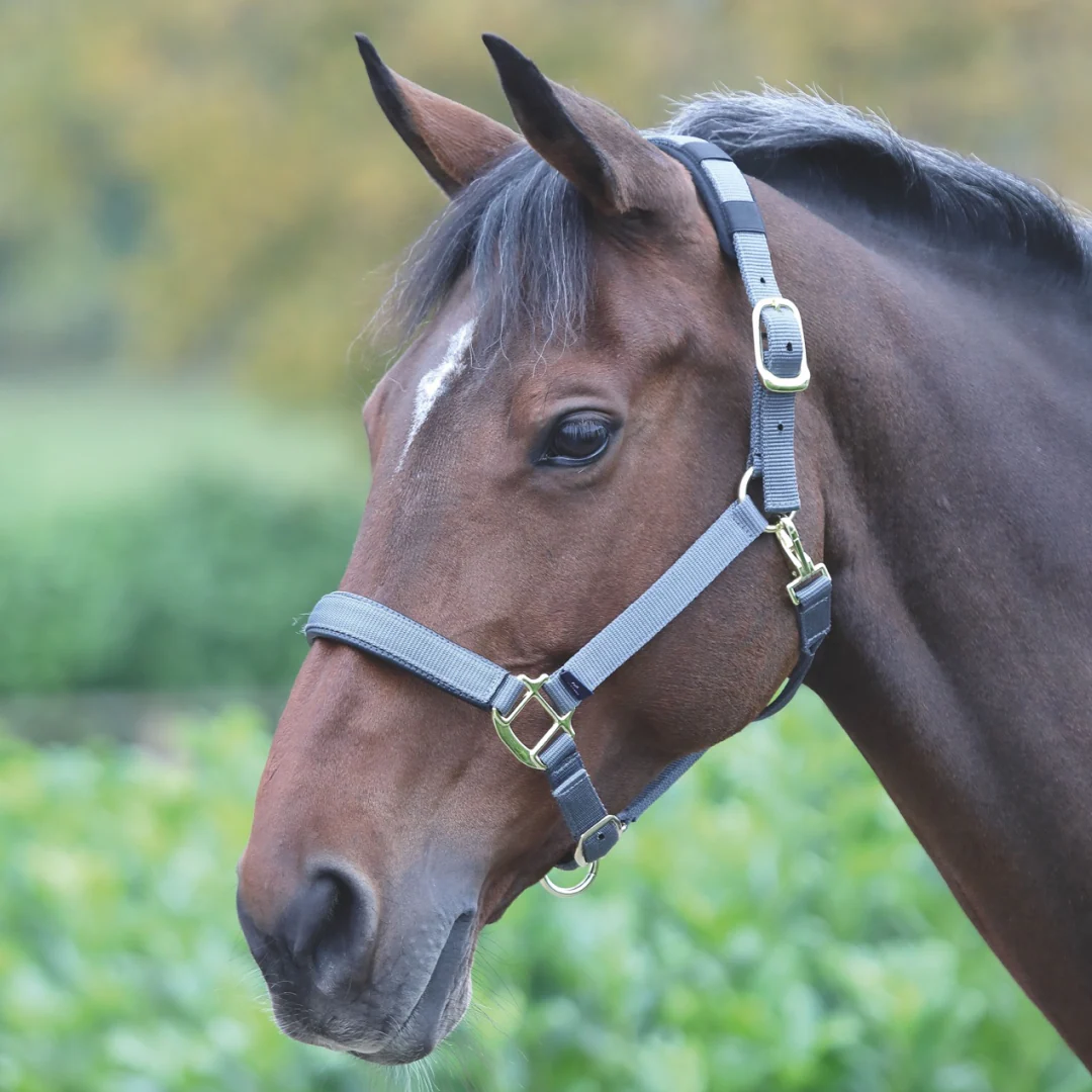 Shires Topaz Nylon Headcollar - Image 13
