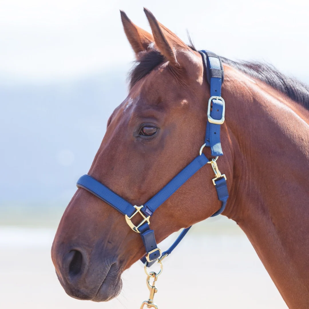 Shires Topaz Nylon Headcollar - Image 4