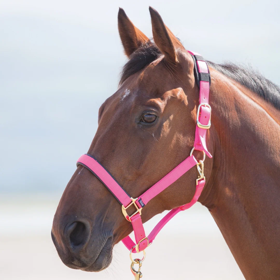 Shires Topaz Nylon Headcollar - Image 5