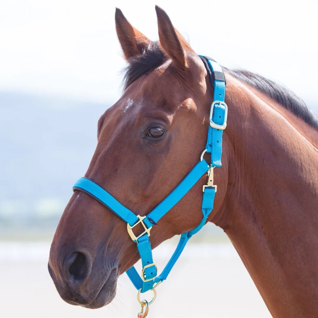 Shires Topaz Nylon Headcollar - Image 7